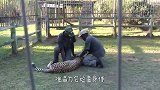 饲养员站在猎豹群中喂食，场面让人毛骨悚然，镜头记录过程