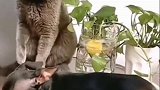 说出来你可能不信，狗子竟然被猫咪压制了，画面太好笑
