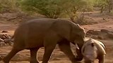 吨重犀牛对战吨大象，究竟谁是最后的王者，镜头记录精彩全过程