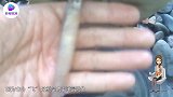 鱿鱼也会飞，你让飞鱼怎么想？网友：铁板已备好！