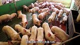 为啥说猪是蛇的“克星”？看看“猪打蛇”的场面，真的不简单