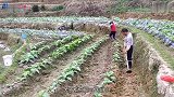 农村许多老房子的后墙上都是不留窗户的
