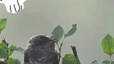 鸟妈妈喂比自己还大的鸟宝宝