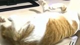 橘猫：麻烦帮我按下暂停，谢谢！