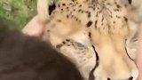 谁说大猫就不是猫啦，豹豹求抱抱，快说：是不是想要我手里的急支糖浆