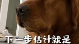 这两天我终于明白狗子为什么天天想要出去溜哒了……