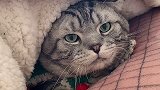 橘子抓点点的脸。凶他