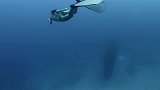 旅游-自由潜水近距离聆听座头鲸的歌声
