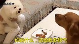金毛和比熊简直是塑料姐妹，这会吵的快打起来了，看来要绝交了