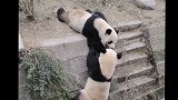 熊猫玩雪人，结果不小心掰断了雪人脑袋，下一秒憋住别笑