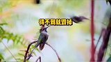 公鸟求偶失败，最后还恼羞成怒了呢
