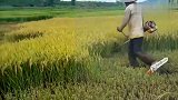 佩服农民的大智慧，剪草机都能用成水稻收割机，厉害了