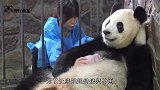 自从大熊猫生了娃，就一直这种表情，每次看到它，饲养员都会发笑