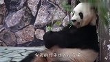 资深吃货上线了！熊猫嫌竹子小找饲养员理论，成精了吧？