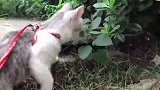 【宠物星球】遛猫！猫主子也需要牵出来遛遛？