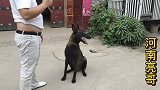 给粉丝代购马犬一波三折，亮哥耗时七小时亲自送货，总算尘埃落定