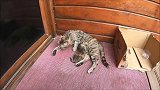 流浪猫带着独生女在人家门口安家，划定地盘，不许其它猫靠近
