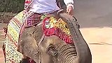 搞笑视频：泰国大象。