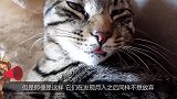 猫咪把冰面砸个洞，然后伸爪爪下去捞鱼，真聪明