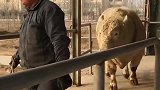 澳大利亚活体进口牛，这体格真是太大了！