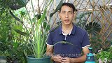 鹤望兰的这种病，10月份最容易得，原因在这里