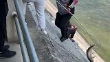 男子拖着大鱼上岸