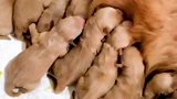 这一夜毛孩子的妈妈辛苦了好好的犒劳犒劳你，生那么多可怎么办呀