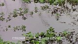 七星漂钓草洞，打窝半小时开钓，下竿就是鲫鱼和汪丫鱼咬钩