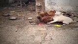 大公鸡大战狗子不愧是战斗鸡。