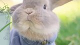 超萌小兔兔在线吃胡萝卜，这真的不是从动画里跑出来的吗？