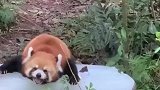 高温天小熊猫摆烂式趴在大冰块上降温