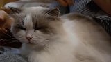 谁说布偶猫是仙女，天天和我抢零食，这家伙是“食神”吧！