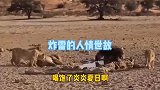 狮子这是要抢棕鬣狗的皮大衣啊，被棕鬣狗成功化解