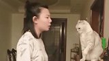 猫咪：铲屎的，说好了单挑，你这算什么本事