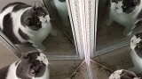 惊呆了，几只猫 萌宠出道计划 猫咪遇上镜子万花筒的喵