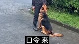 测试德牧的服从性，没想到超过预期，不愧是警犬