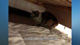 遇到一只断尾流浪猫，直觉告诉我它需要帮助，收养后反而带来惊喜