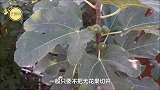 为什么说每个无花果里面，都会有一具“尸体”？看完还敢吃吗？
