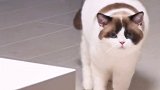 猫 腰粗腿短脑袋大脖子粗 星探家