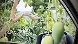这芒果咋回事，自己往车里跑
