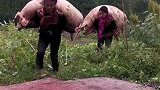 能背这么大的一头肥猪，农村的妹子就是厉害