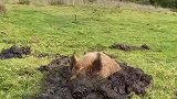 泥地里打滚的猪，无忧无虑