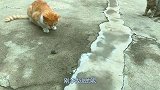 欢聚时刻，猫咪果断的抓了一个哨回来庆祝！
