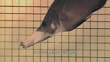 最“流氓”的鱼！嘴巴可以伸出10厘米，深受日本人的喜爱