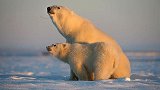 北极冰融速度比预计更快 专家忧北极熊生存受威胁