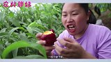 胖妹今年赚大钱，卖了30亩的油桃，到手八万块，回家吃大餐啦