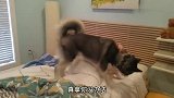 女主派二哈叫男友起床，结果狗子却背叛她，狗：我尽力了