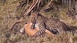 豹子捕猎小鹿，狒狒见义勇为，帮助小鹿生还一线