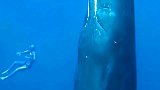 中国南海首次近距离接触鲸落，一鲸落万物生！