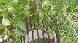 劳动人民的摘枣神器